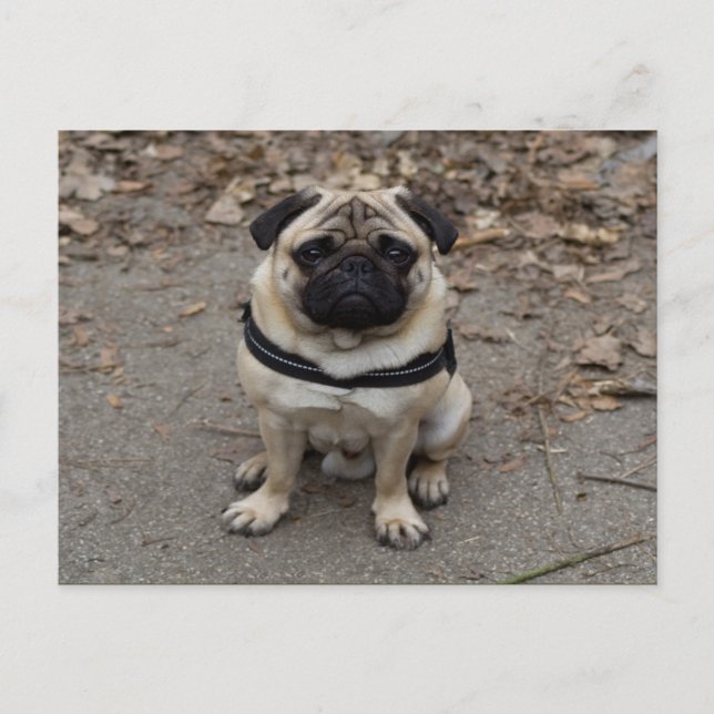 Mycket allvarlig Pug Vykort (Framsida)
