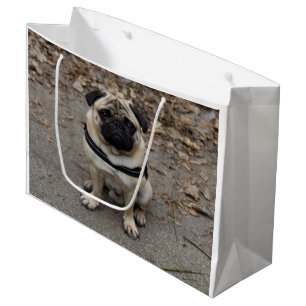 Mycket allvarligt Pug