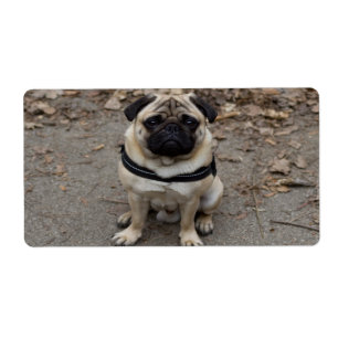 Mycket allvarligt Pug Fraktsedel