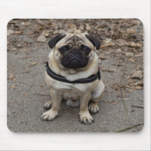 Mycket allvarligt Pug Musmatta