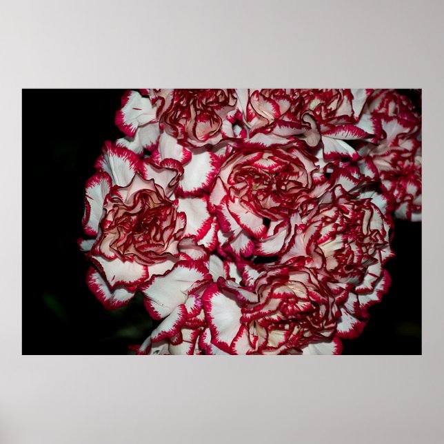 Mycket fin, färglös nejlika nära poster (Framsidan)