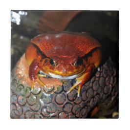 Mycket fin tomatgroda. Groda med ovanligt färg. Kakelplatta