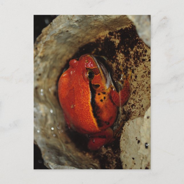 Mycket fin tomatgroda. Groda med ovanligt färg. Vykort (Framsida)