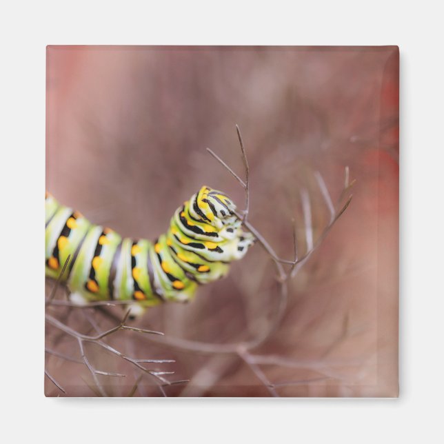 Mycket Hungrig vattenpelare Magnet (Framsidan)