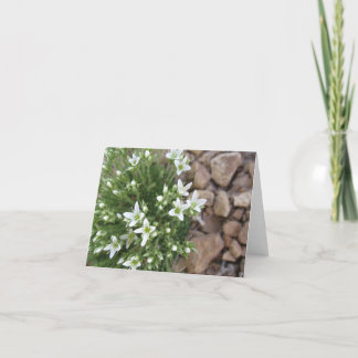 Mycket lilla vitvildblommar och stenar Notecard Kort