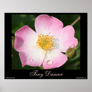Mycket liten dansare - rosa fotografiaffisch för poster