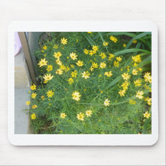 Mycket liten gula blommor med grönska musmatta