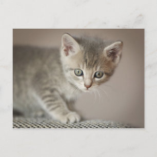 Mycket liten kattunge vykort