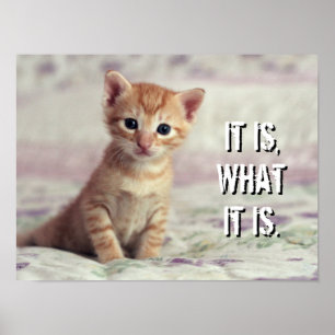 Mycket liten ljust rödbrun kattunge poster