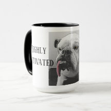 Mycket motiverad Sömnig bulldog med attityd