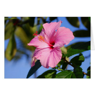 Mycket rosa hibiskuskort hälsningskort