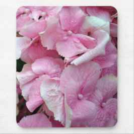 Mycket Rosa Hydrangeas Musmatta