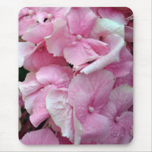 Mycket Rosa Hydrangeus Musmatta