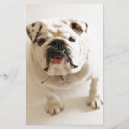 Mycket söt bulldog brevpapper