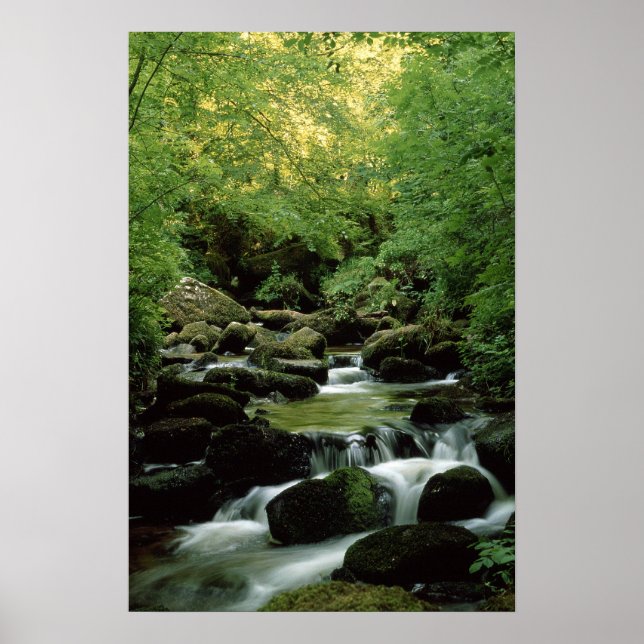 Mycket Speciell Woodland Stream Poster. Poster (Framsidan)