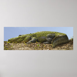 Mycket stora alligator-panoramabilder Poster