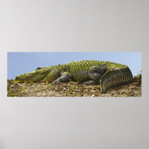 Mycket stora alligator-panoramabilder Poster