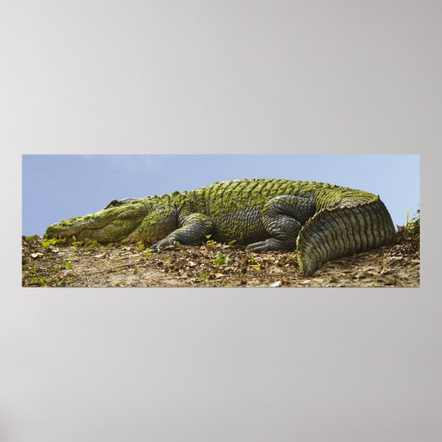 Mycket stora alligator-panoramabilder Poster (Framsidan)