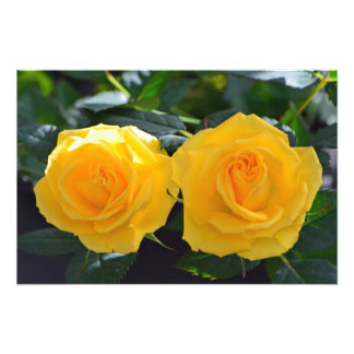 Mycket vackra blommor av färsk dubbla gul ros fototryck