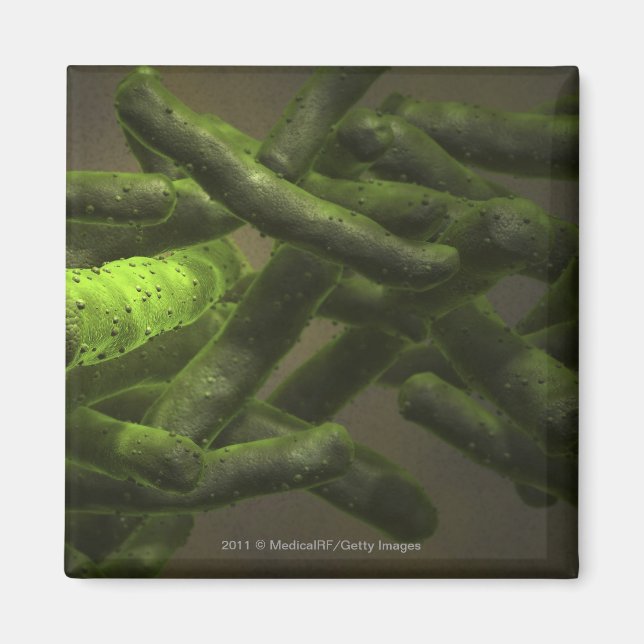 Mycobacterium tuberculosis celler magnet (Framsidan)