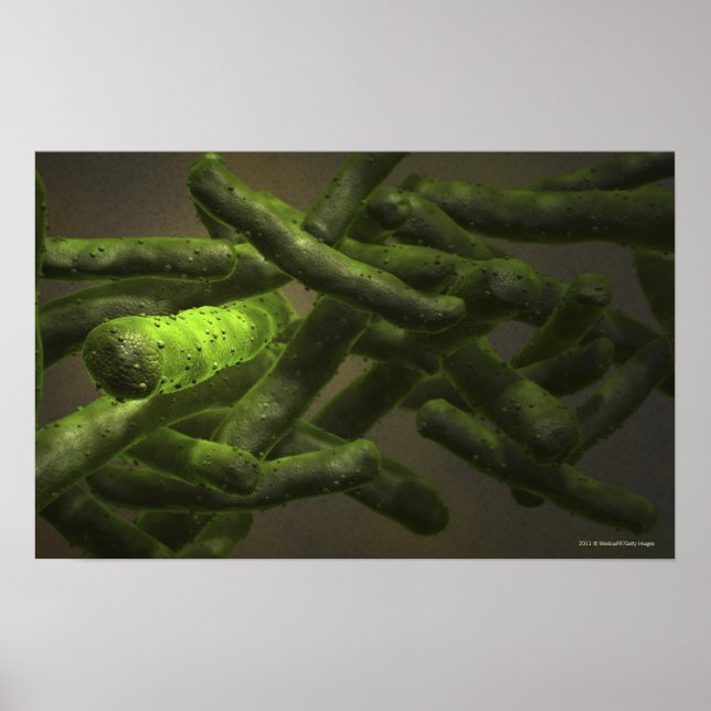 Mycobacterium tuberculosis celler poster (Framsidan)