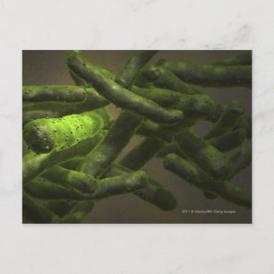 Mycobacterium tuberculosis celler vykort