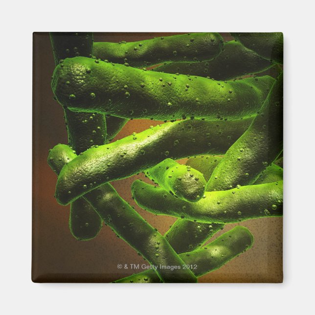 Mycobacterium Tuberculosis Magnet (Framsidan)