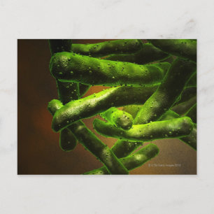 Mycobacterium Tuberculosis Vykort