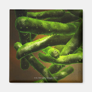 Mycobacteriumtuberkulos Magnet