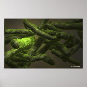 Mycobacteriumtuberkulosceller Poster
