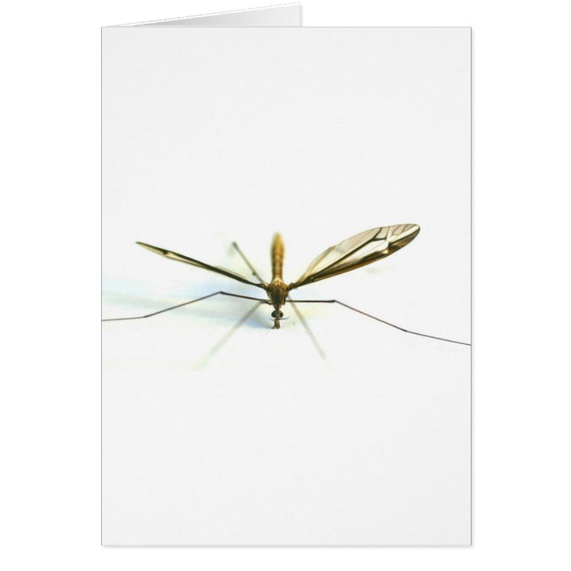 mygga hälsningskort (Framsidan)