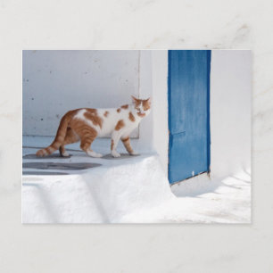 Mykonos katt - vykort