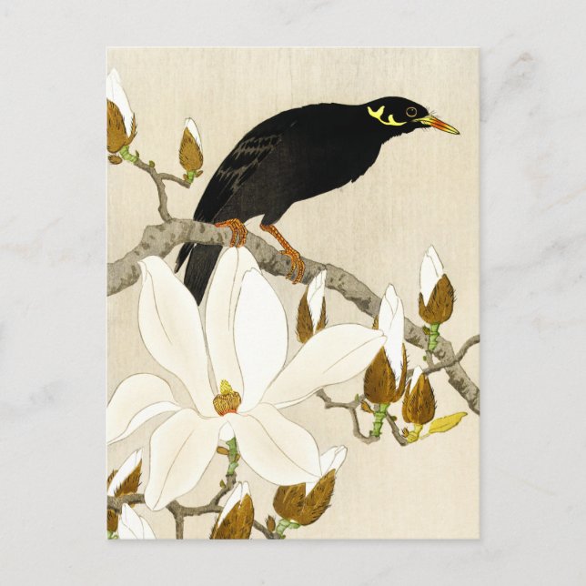 Myna on Magnolia Gren av Koson, Common Backe Myna Vykort (Framsida)