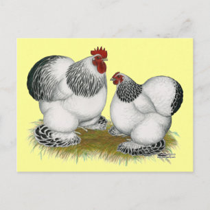 Mynt:  Columbian Bantams Vykort