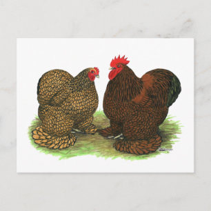 Mynt: Golden-laced Vykort
