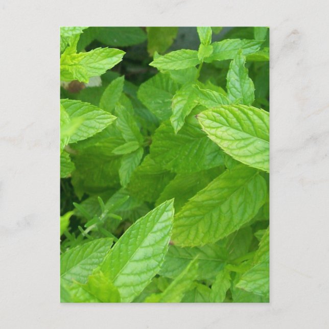 Mynta Vykort (Framsida)