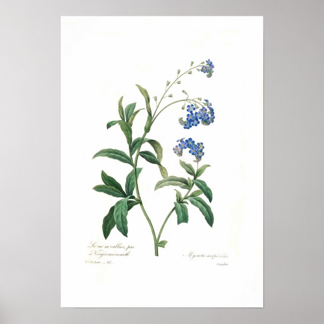 Myosotis scorpioides poster (Framsidan)