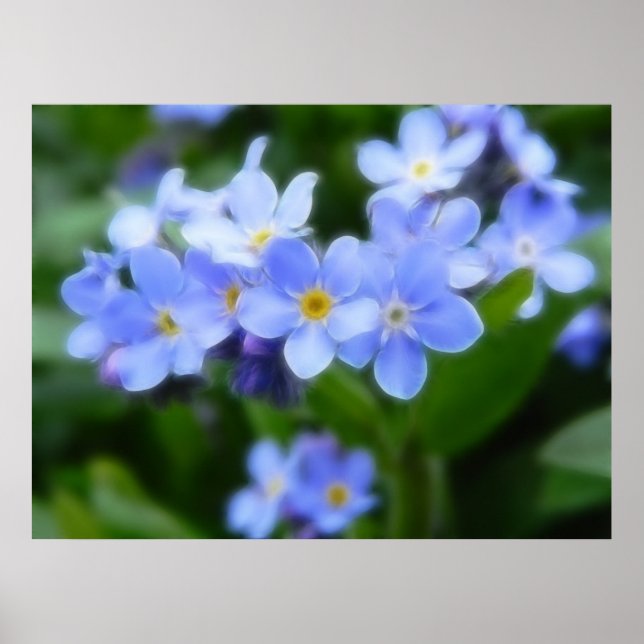 Myosotis sylvatica - glöm inte mina anteckningar poster (Framsidan)