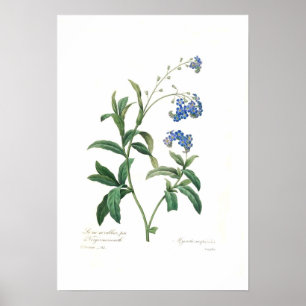 Myosotisscorpioides Poster
