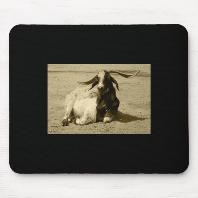 Myotonic Goat Relaxed Benidorm Tint Sticker Musmatta (Framsidan)