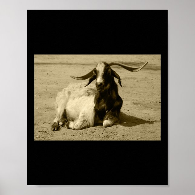 Myotonic Goat Relaxed Benidorm Tint Sticker Poster (Framsidan)