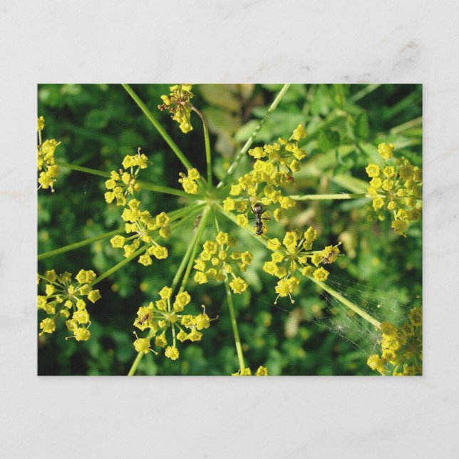 Myra, webben och ogräs vykort (Framsida)