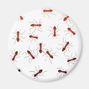 Myraantics. Magnet