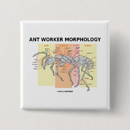 Myraarbetarmorfologi Knapp
