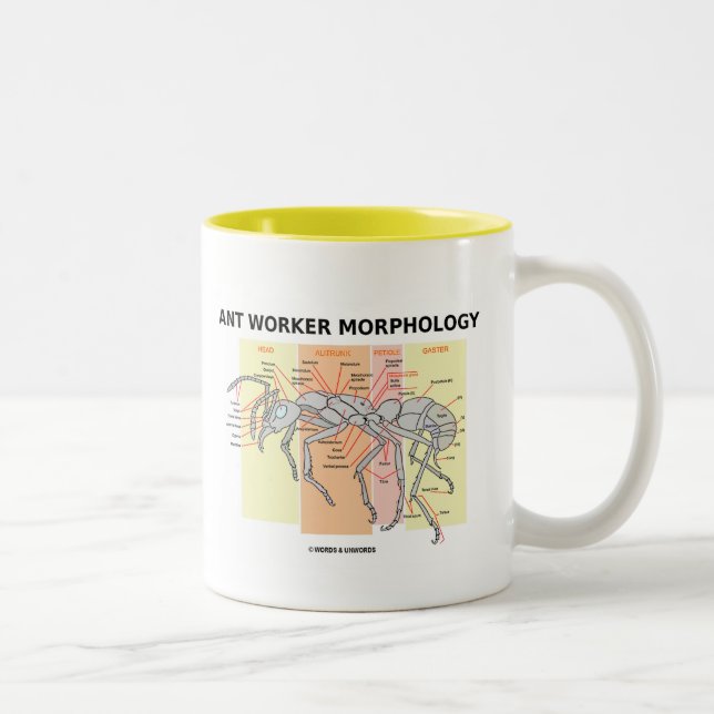 Myraarbetarmorfologi Två-Tonad Mugg (Höger)