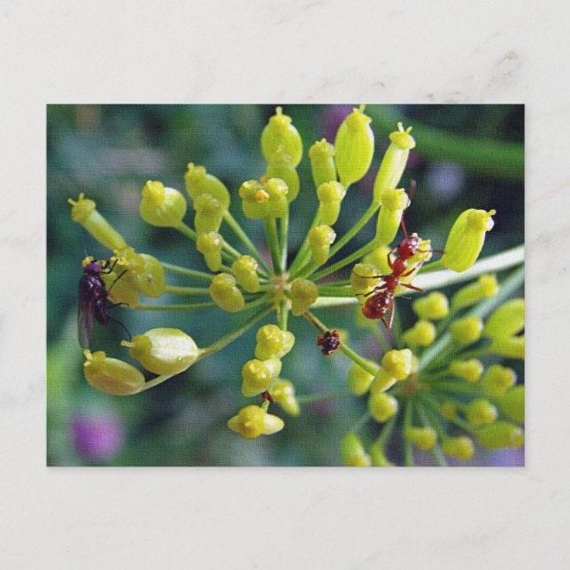 Myran, flugan och ogräset vykort (Framsida)