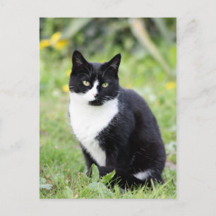 Myrdha, katten vykort