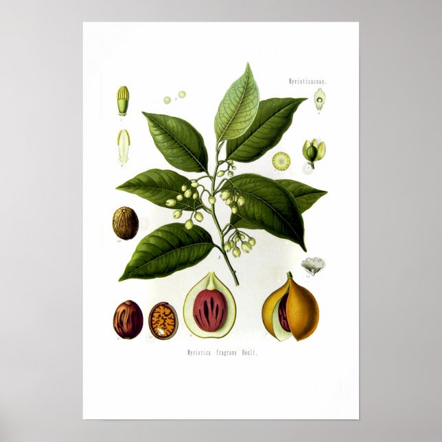Myristica fragrans (muskot) poster (Framsidan)