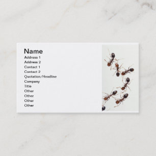 myror visitkort