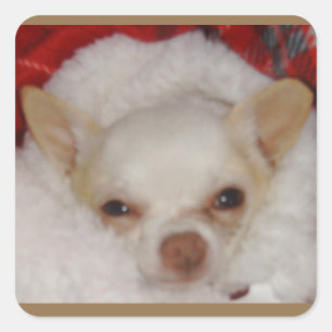 Mysiga Chihuahua Stickers Fyrkantigt Klistermärke